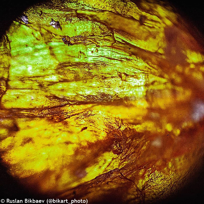 Mikroskop Levenhuk Rainbow 50L PLUS - Barva: Světle modrá